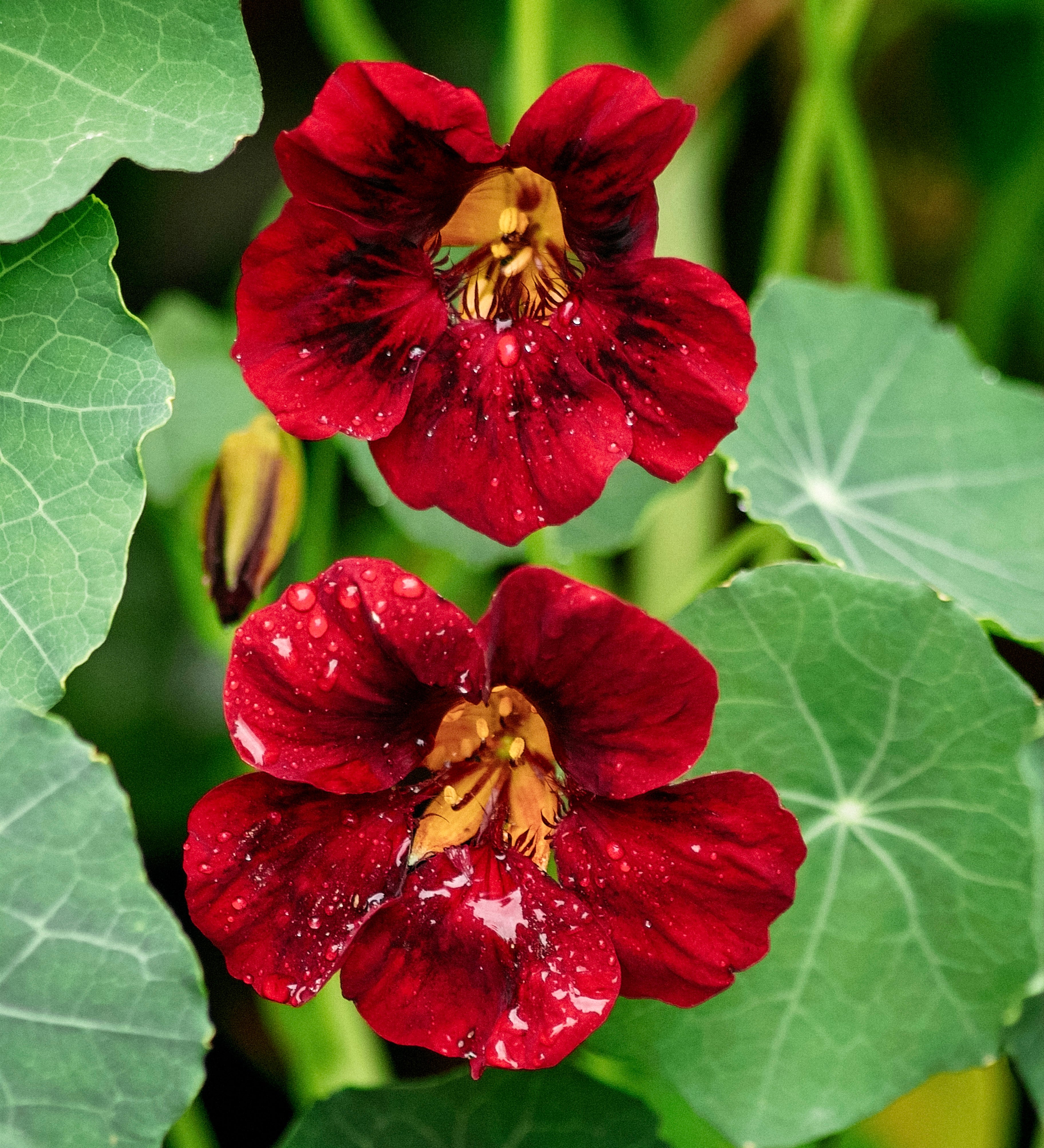Tropaeolum minus 'black velvet'-Angelo