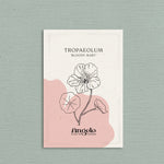 Tropaeolum minus 'Bloody Mary'-Angelo