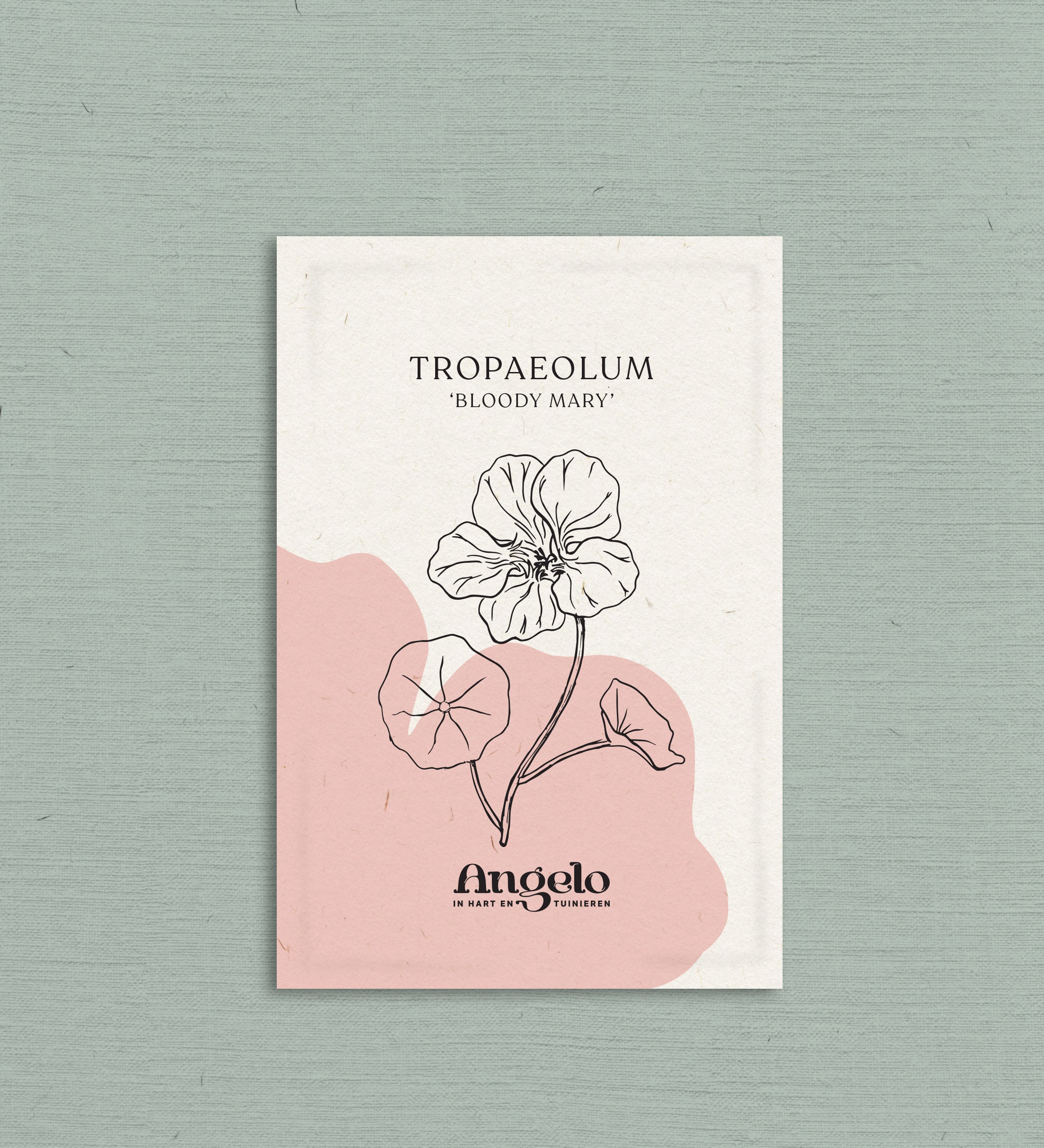 Tropaeolum minus 'Bloody Mary'-Angelo