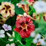 Tropaeolum minus 'Bloody Mary'-Angelo