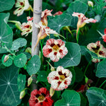 Tropaeolum minus 'Bloody Mary'-Angelo
