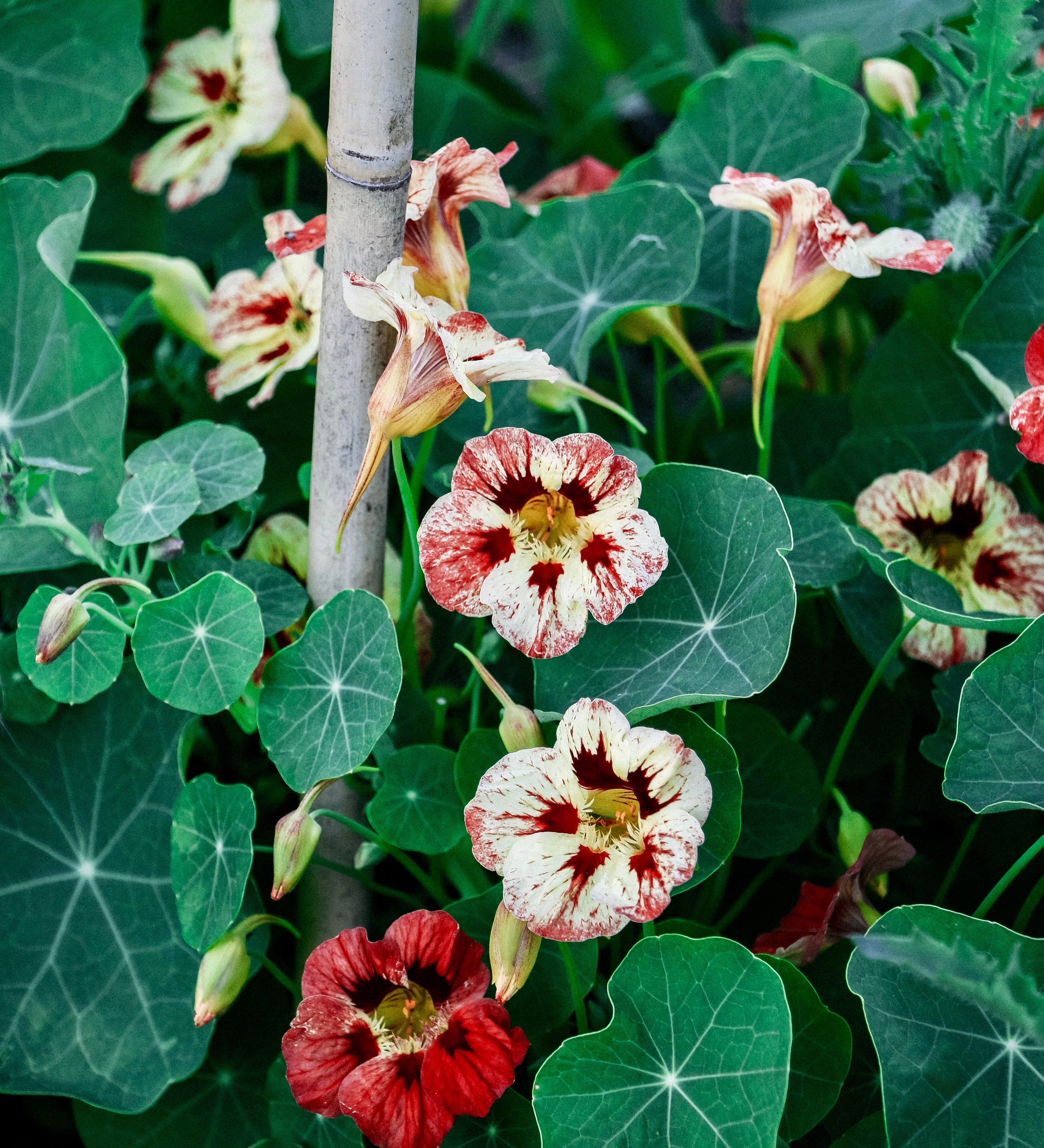 Tropaeolum minus 'Bloody Mary'-Angelo