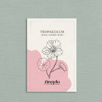 Tropaeolum minus 'Jewel Cherry Rose'-Angelo