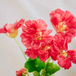 Tropaeolum minus 'Jewel Cherry Rose'-Angelo