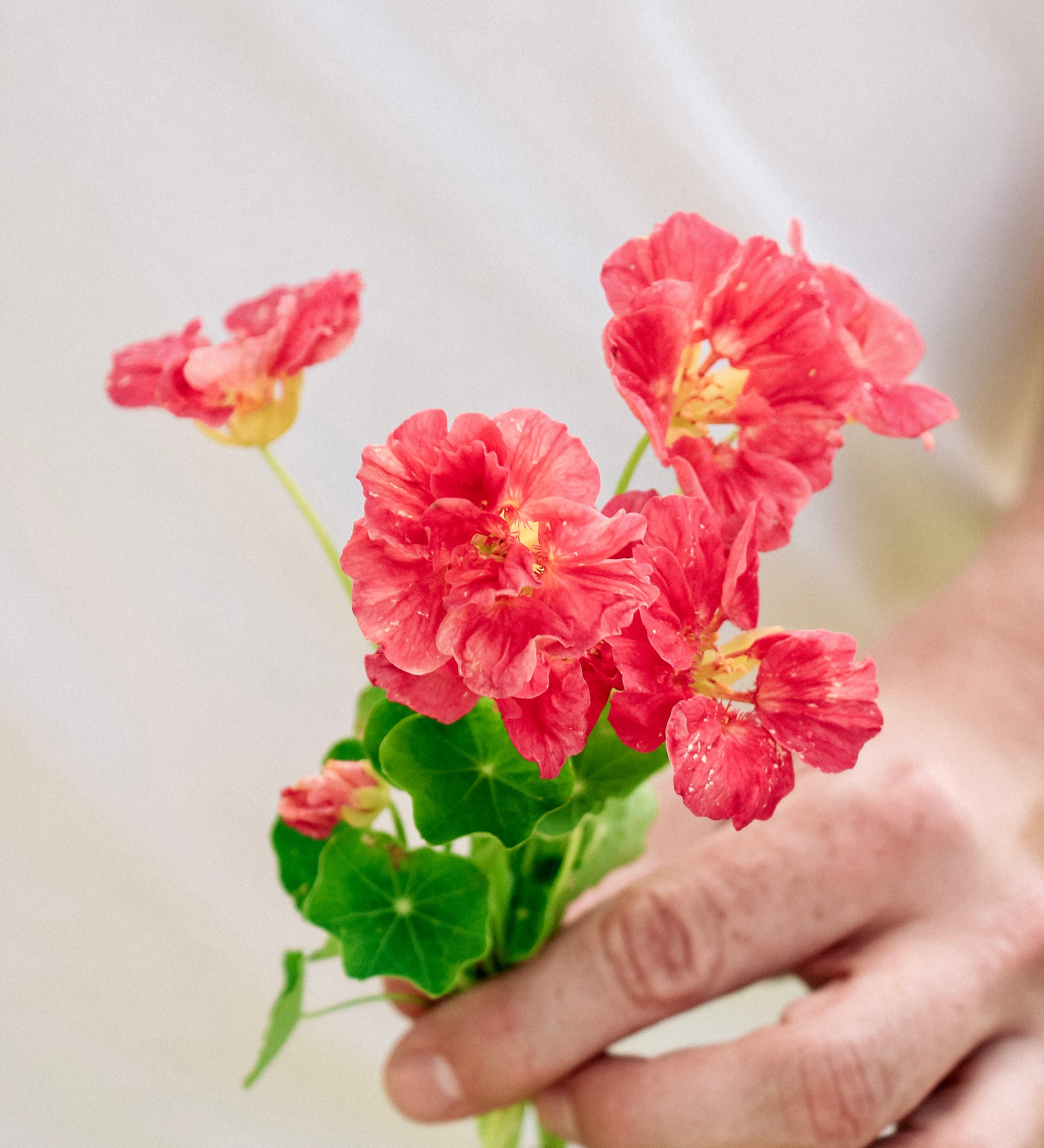Tropaeolum minus 'Jewel Cherry Rose'-Angelo