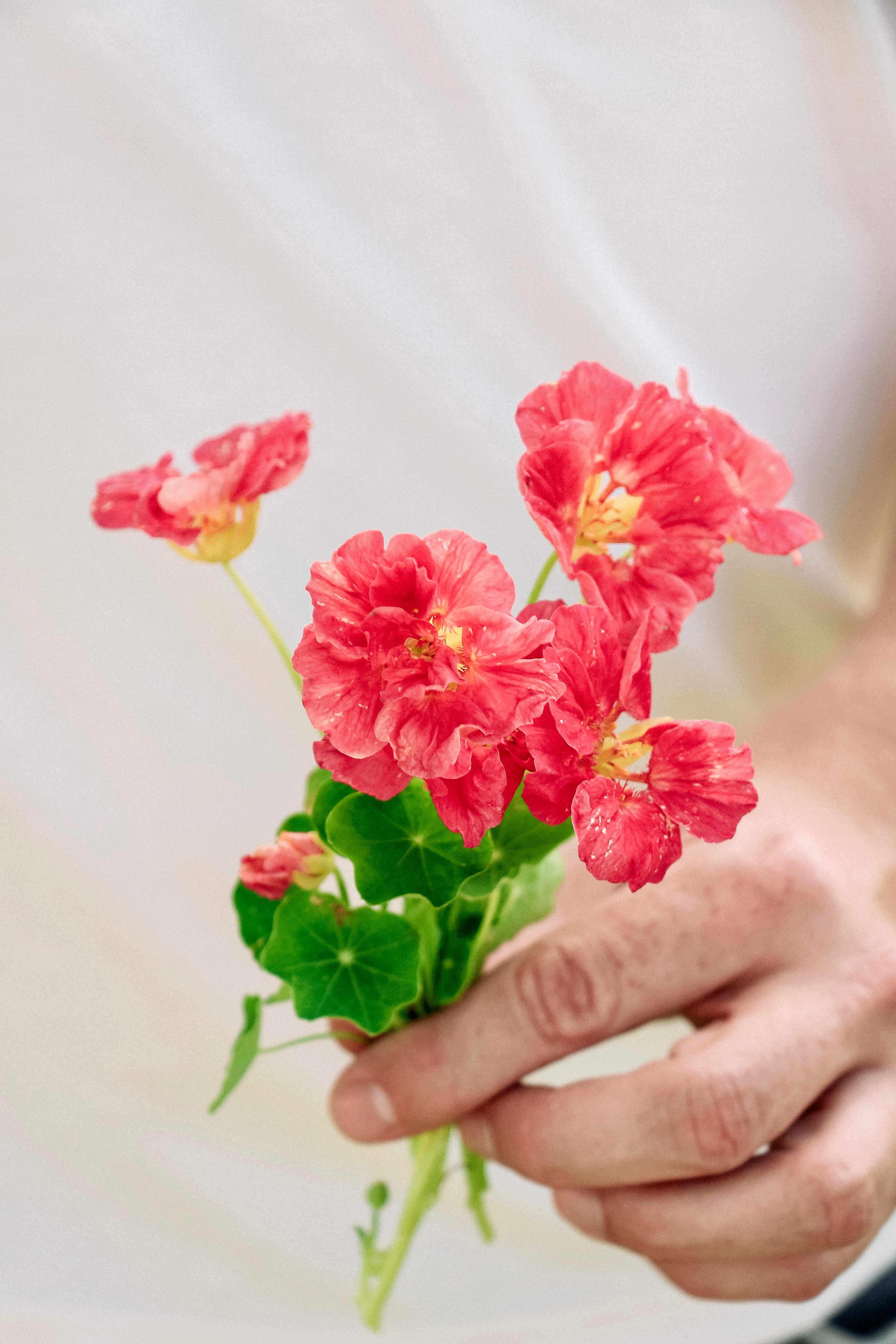 Tropaeolum minus 'Jewel Cherry Rose'-Angelo