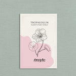 Tropaeolum minus 'sahin’s paso doble'-Angelo