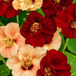 Tropaeolum minus 'sahin’s paso doble'-Angelo