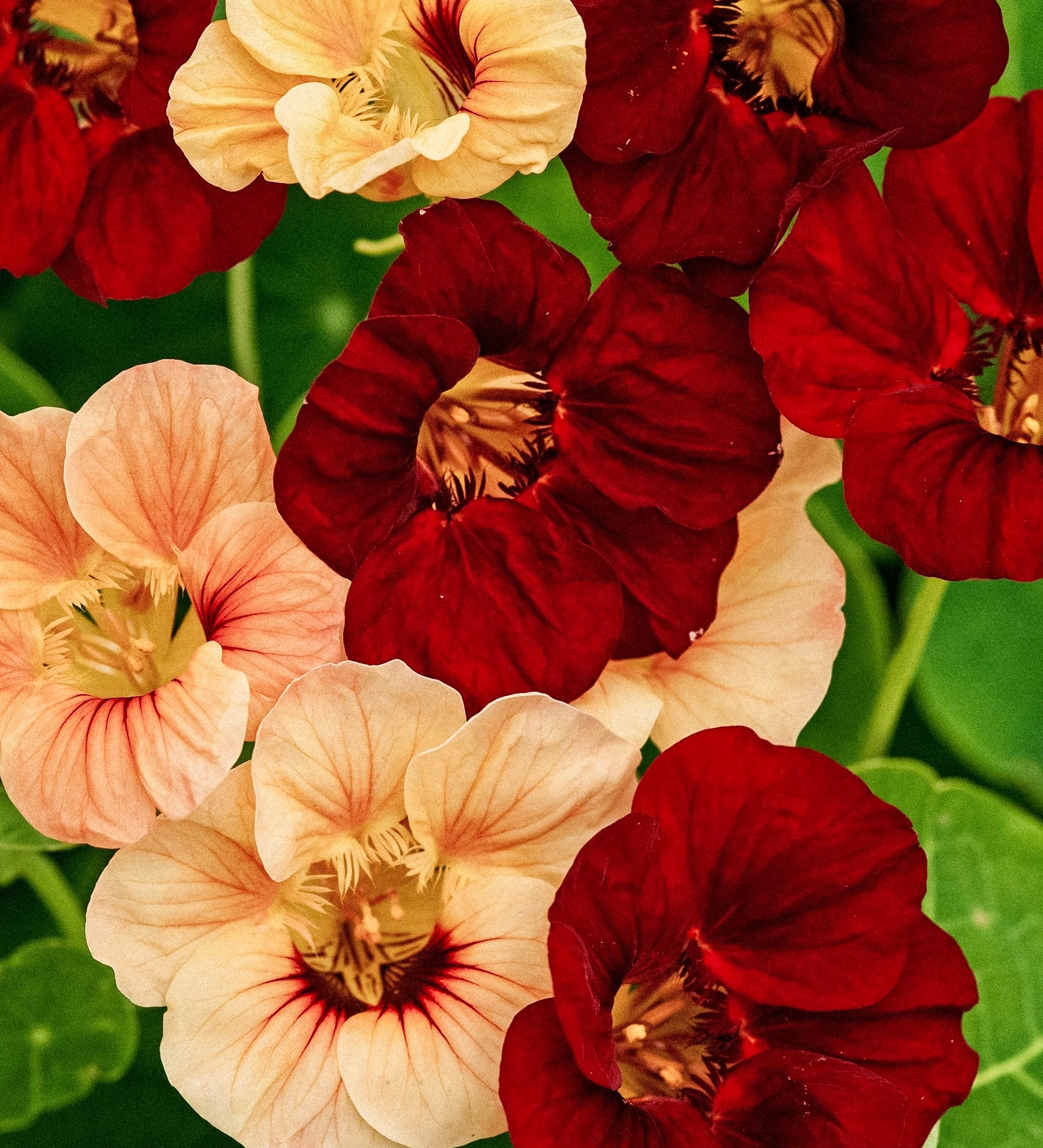 Tropaeolum minus 'sahin’s paso doble'-Angelo