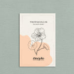 Tropaeolum minus 'salmon baby'-Angelo