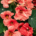 Tropaeolum minus 'salmon baby'-Angelo