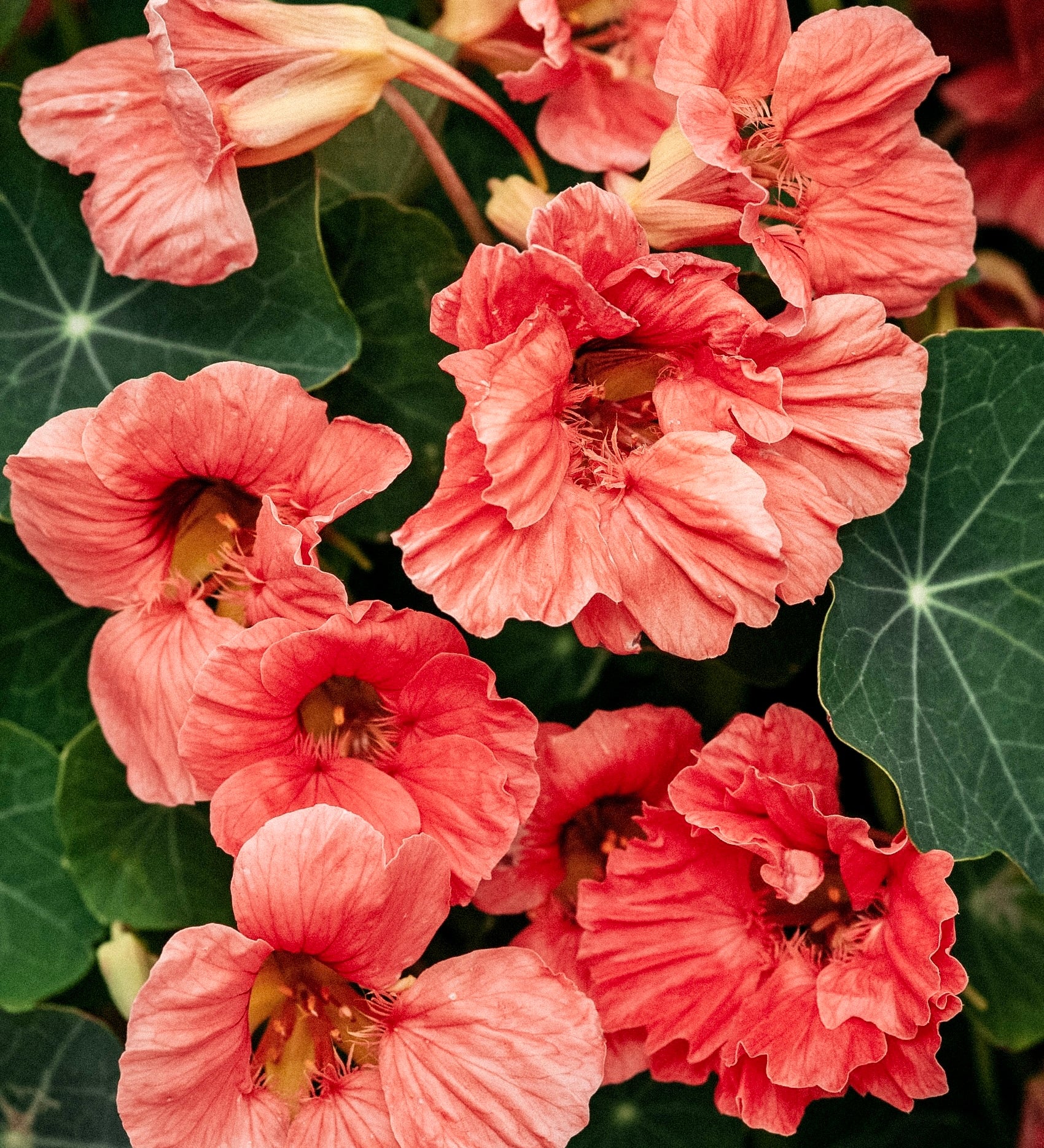 Tropaeolum minus 'salmon baby'-Angelo