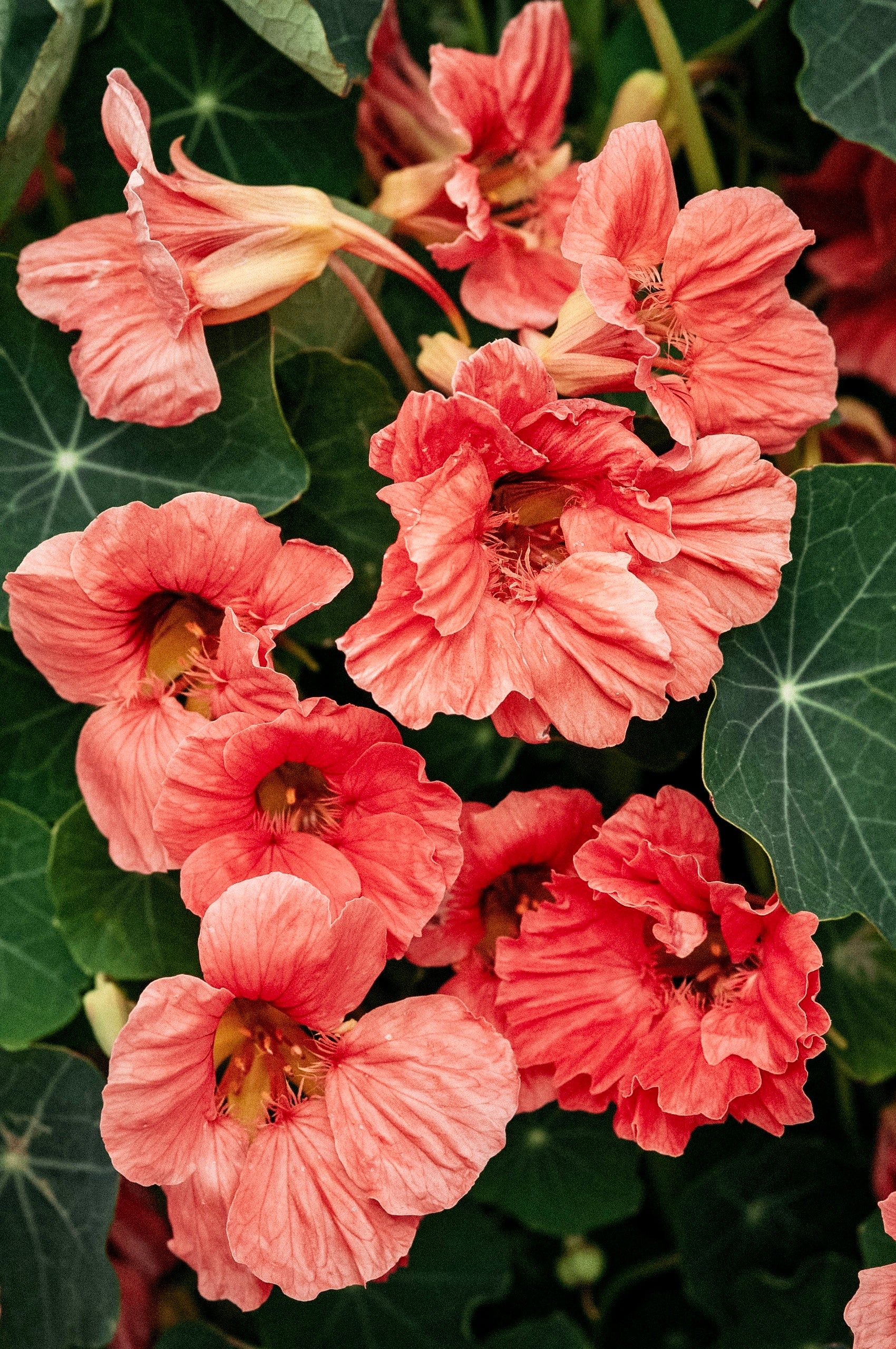 Tropaeolum minus 'salmon baby'-Angelo