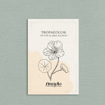 Tropaeolum minus 'Tip Top Alaska Salmon'-Angelo