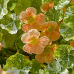 Tropaeolum minus 'Tip Top Alaska Salmon'-Angelo