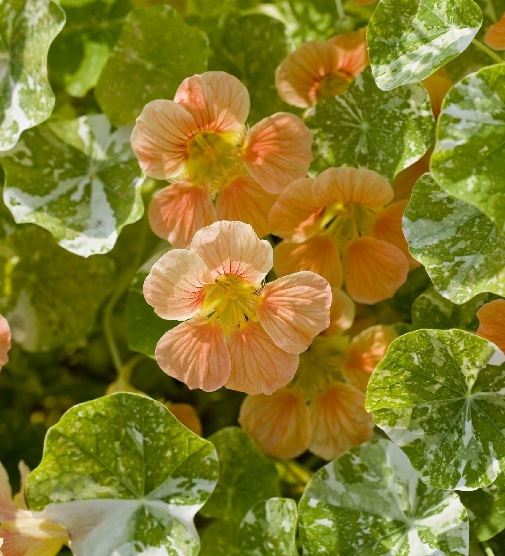 Tropaeolum minus 'Tip Top Alaska Salmon'-Angelo