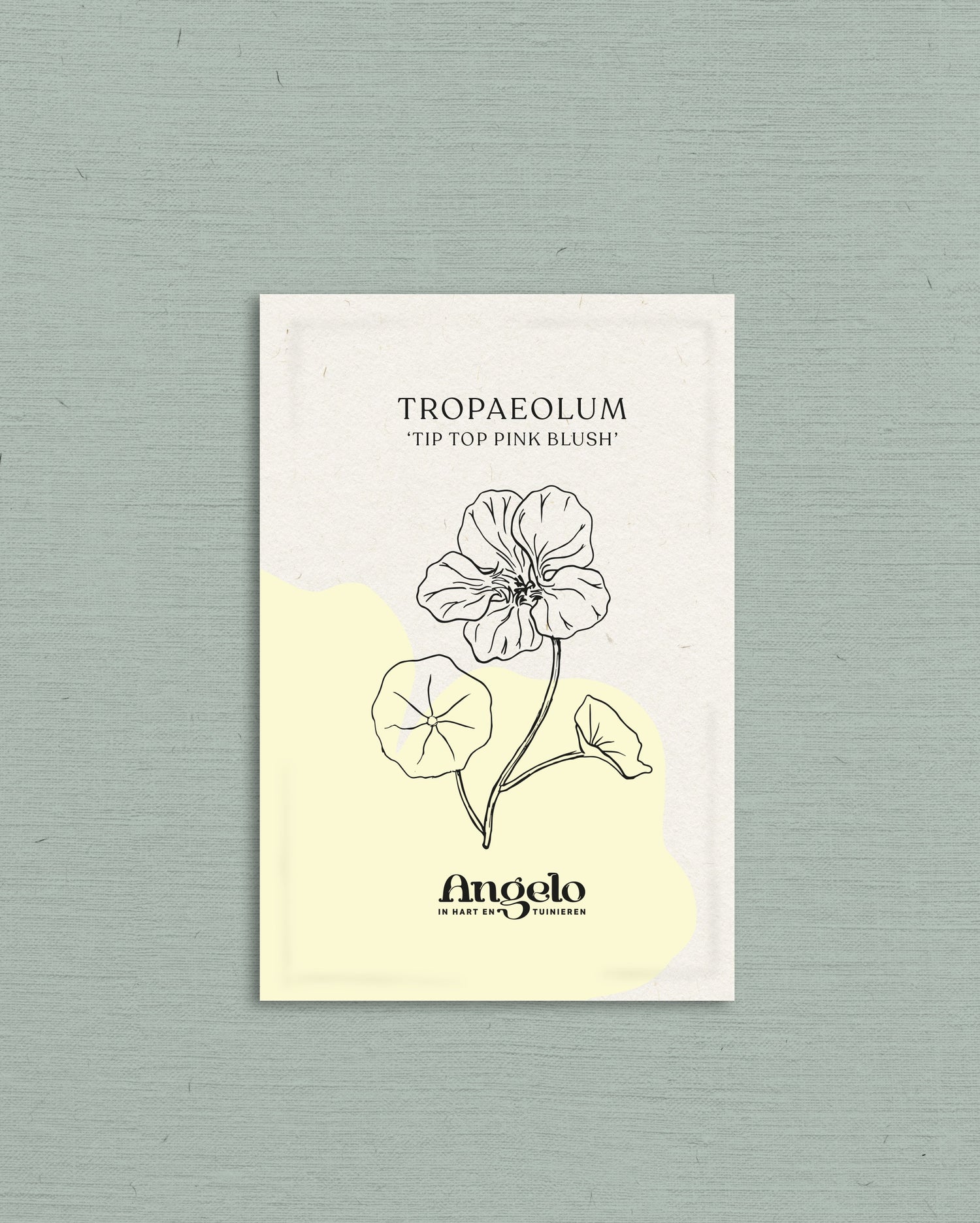 Tropaeolum minus &