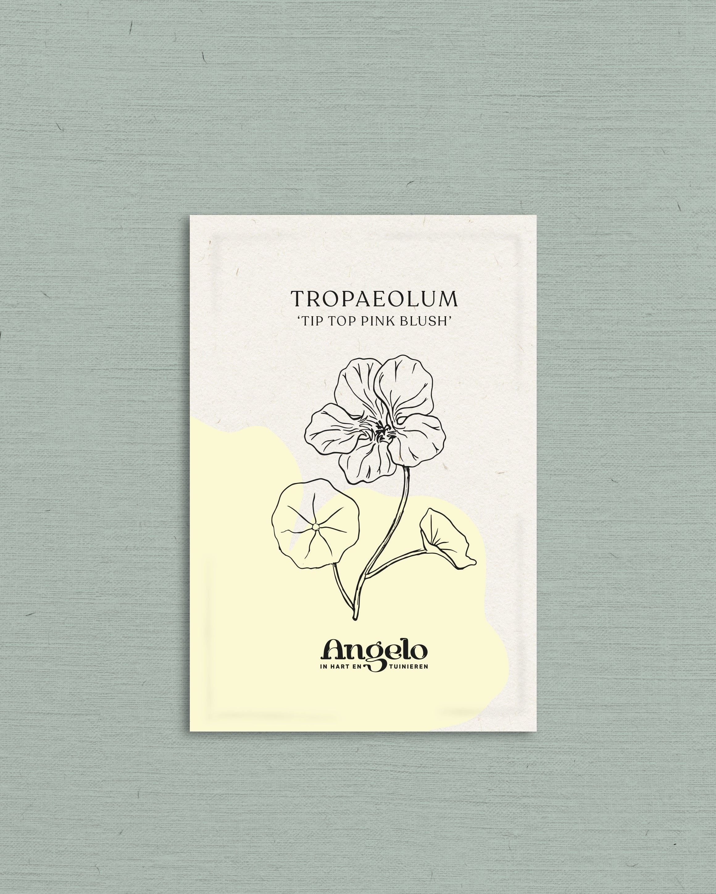 Tropaeolum minus &