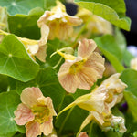 Tropaeolum minus 'tip top pink blush'-Angelo