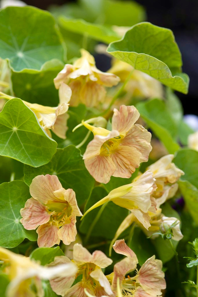 Tropaeolum minus &