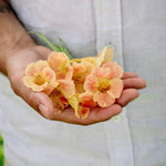 Tropaeolum minus 'tip top pink blush'-Angelo