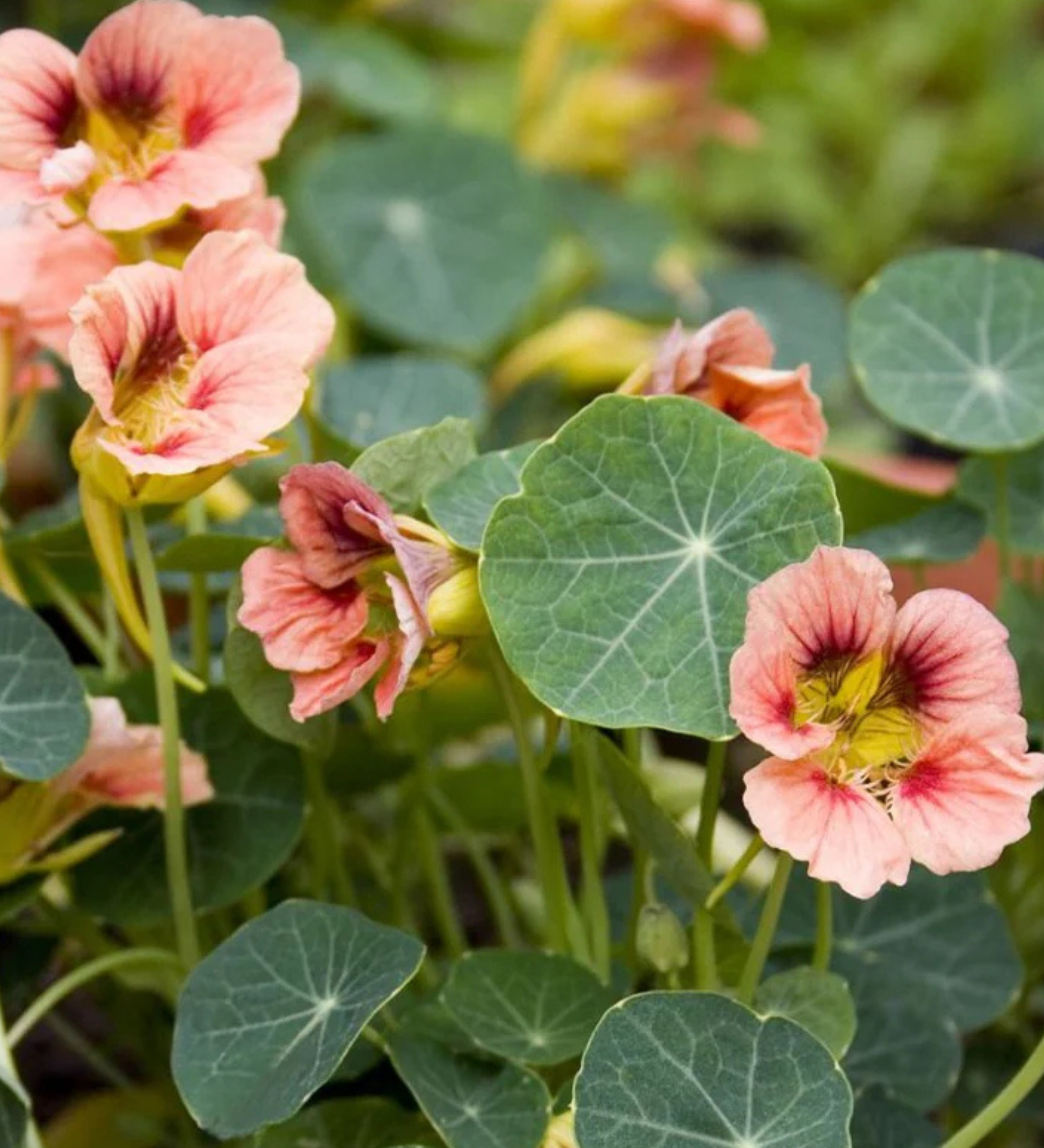 Tropaeolum minus 'Ladybird Rose'-Angelo