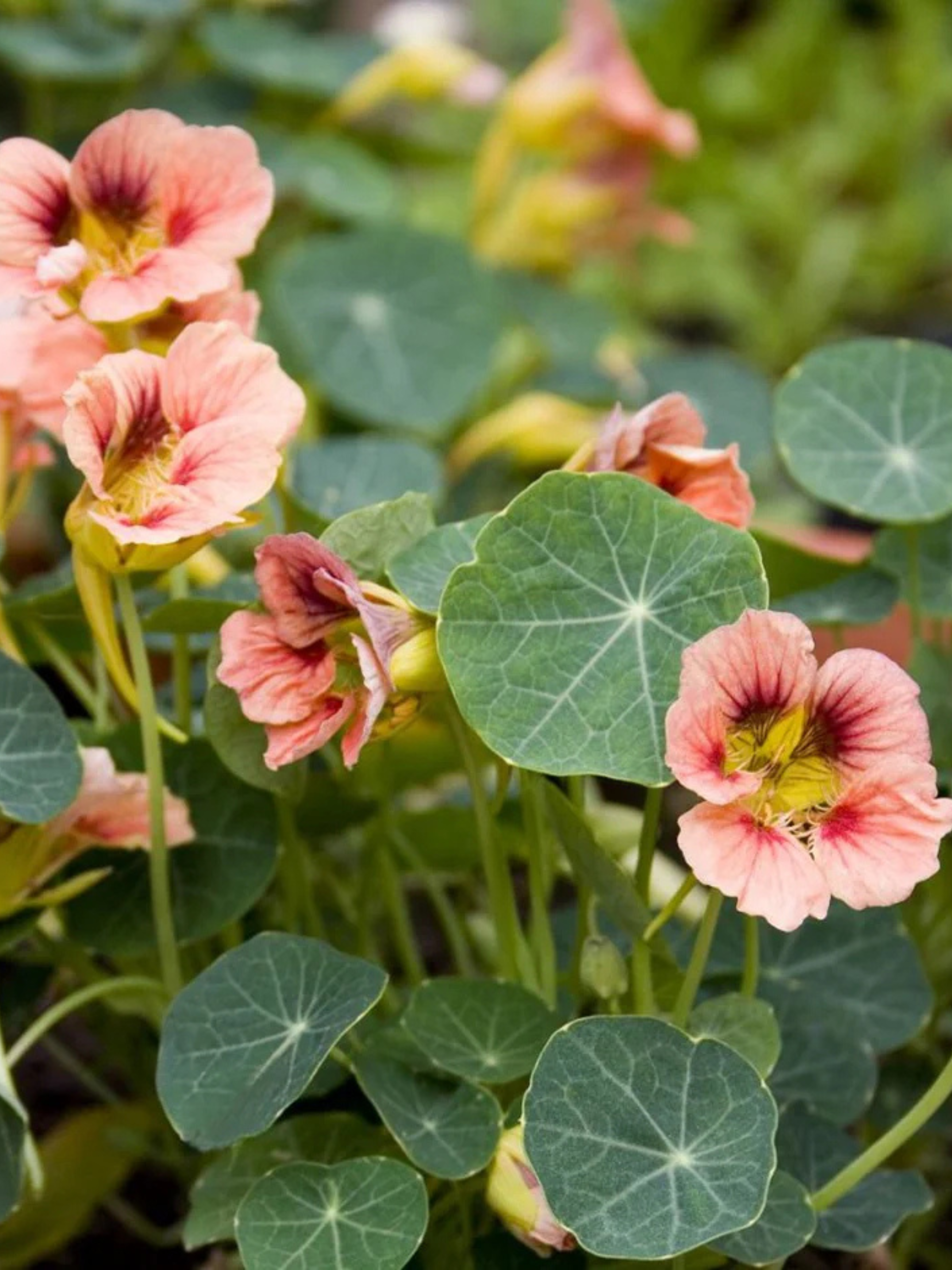 Tropaeolum minus 'Ladybird Rose'-Angelo