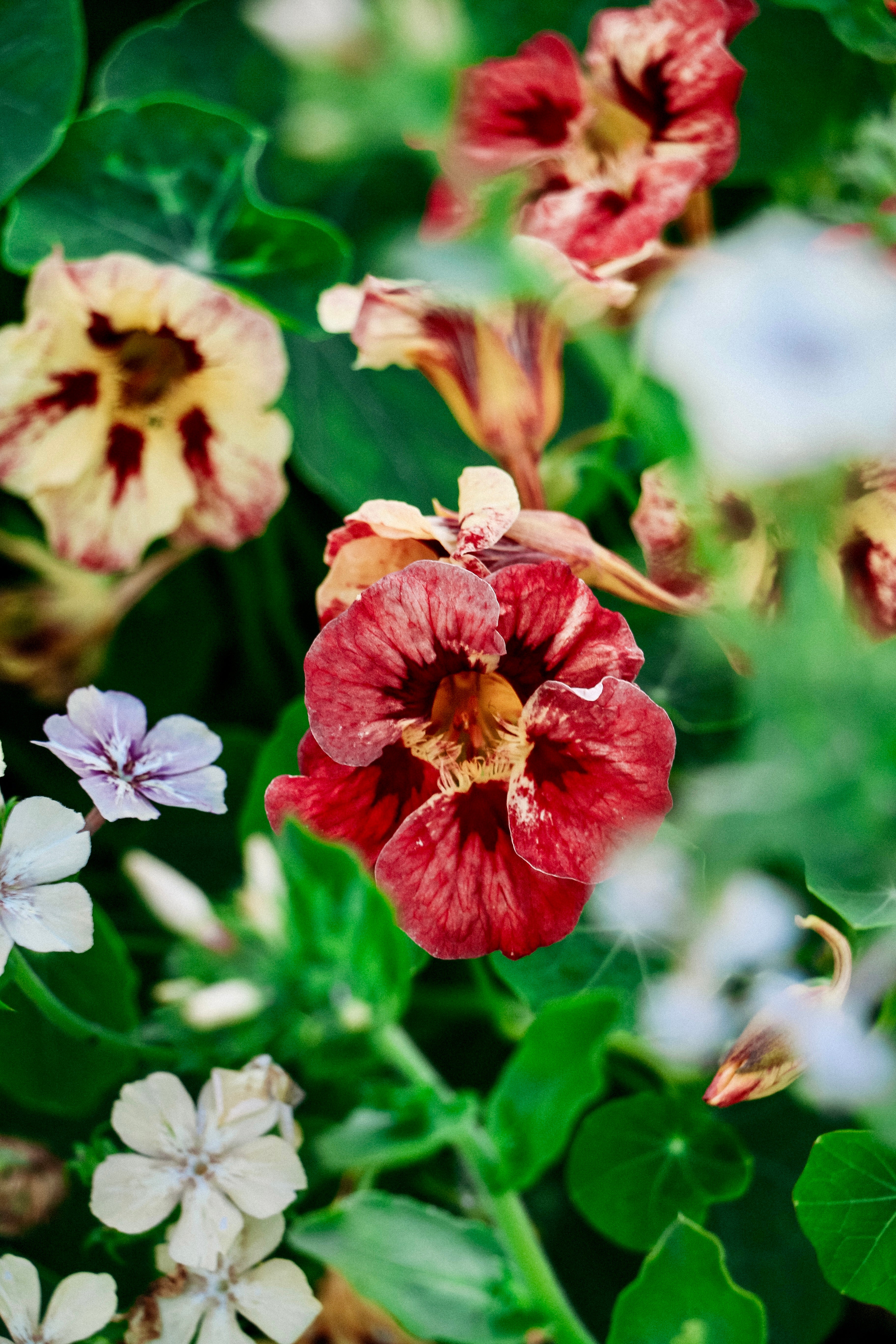 Tropaeolum minus &