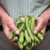 Tuinboon 'Super Aguadulce'-Angelo