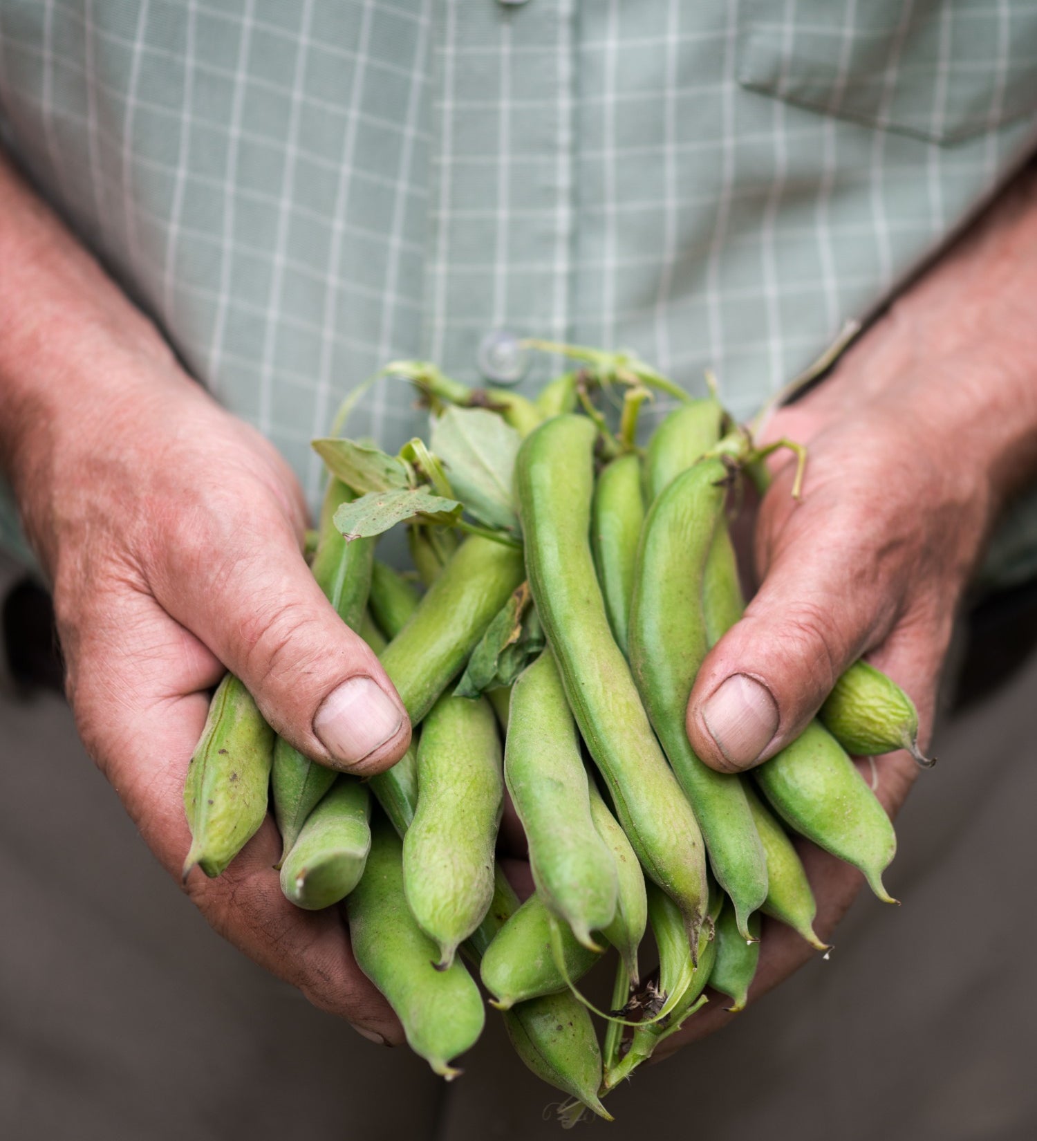 Tuinboon 'Super Aguadulce'-Angelo