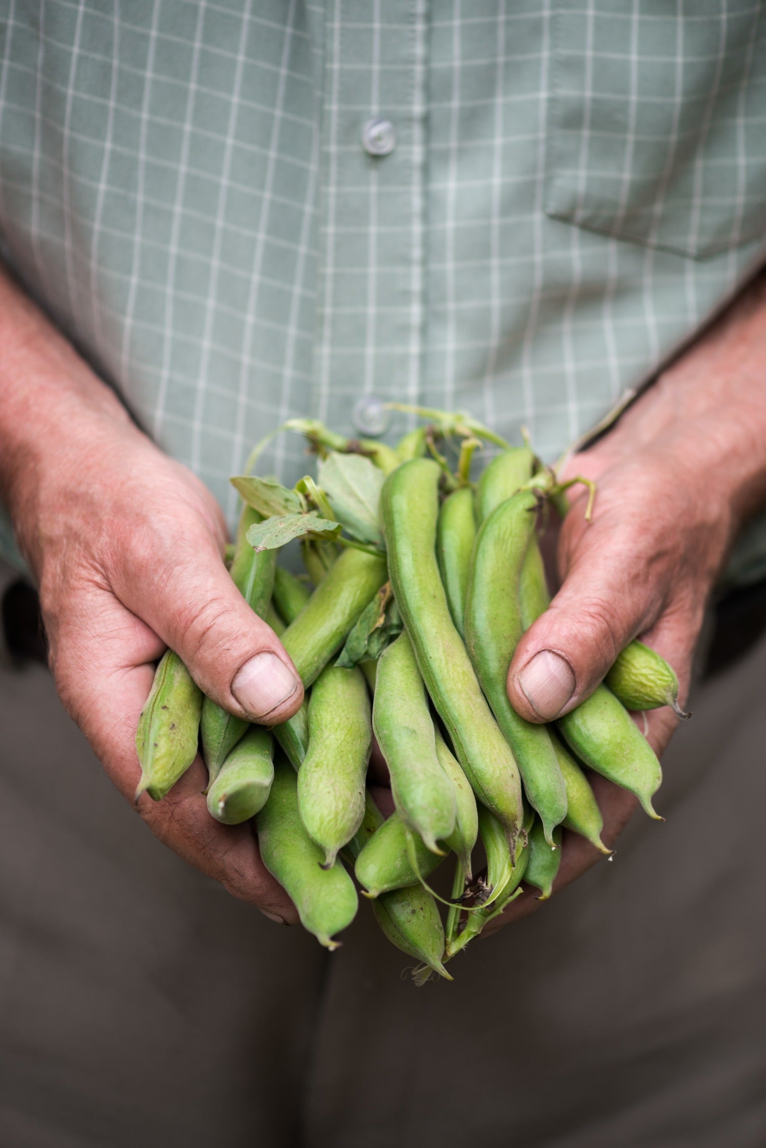 Tuinboon 'Super Aguadulce'-Angelo