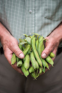 Tuinboon 'Super Aguadulce'-Angelo