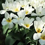 Tulp 'Purissima'