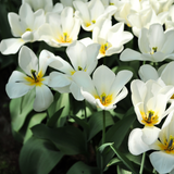 Tulp 'Purissima'