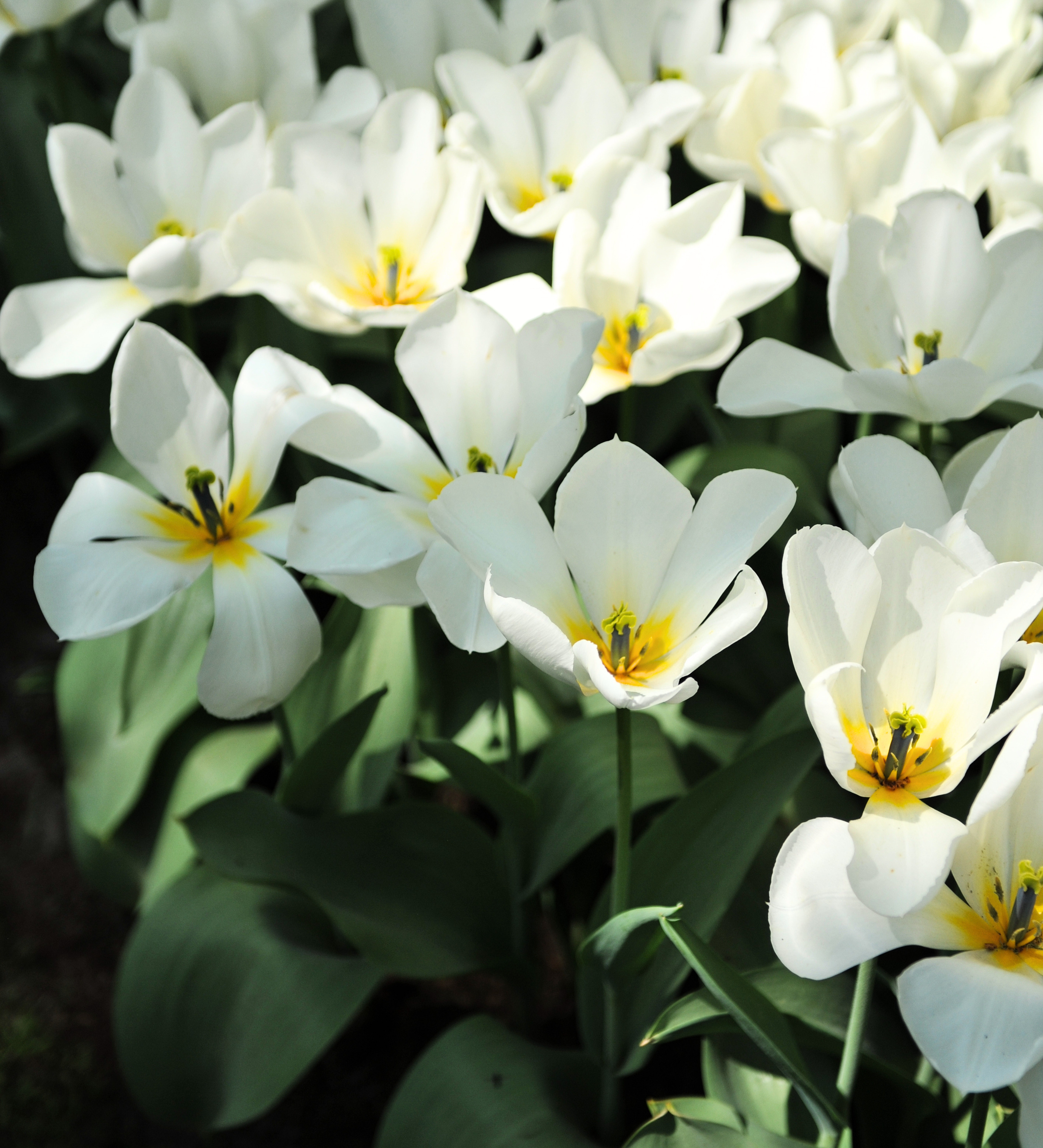Tulp 'Purissima'