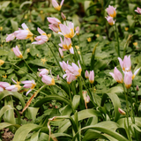 Tulp 'Saxatilis' BIO