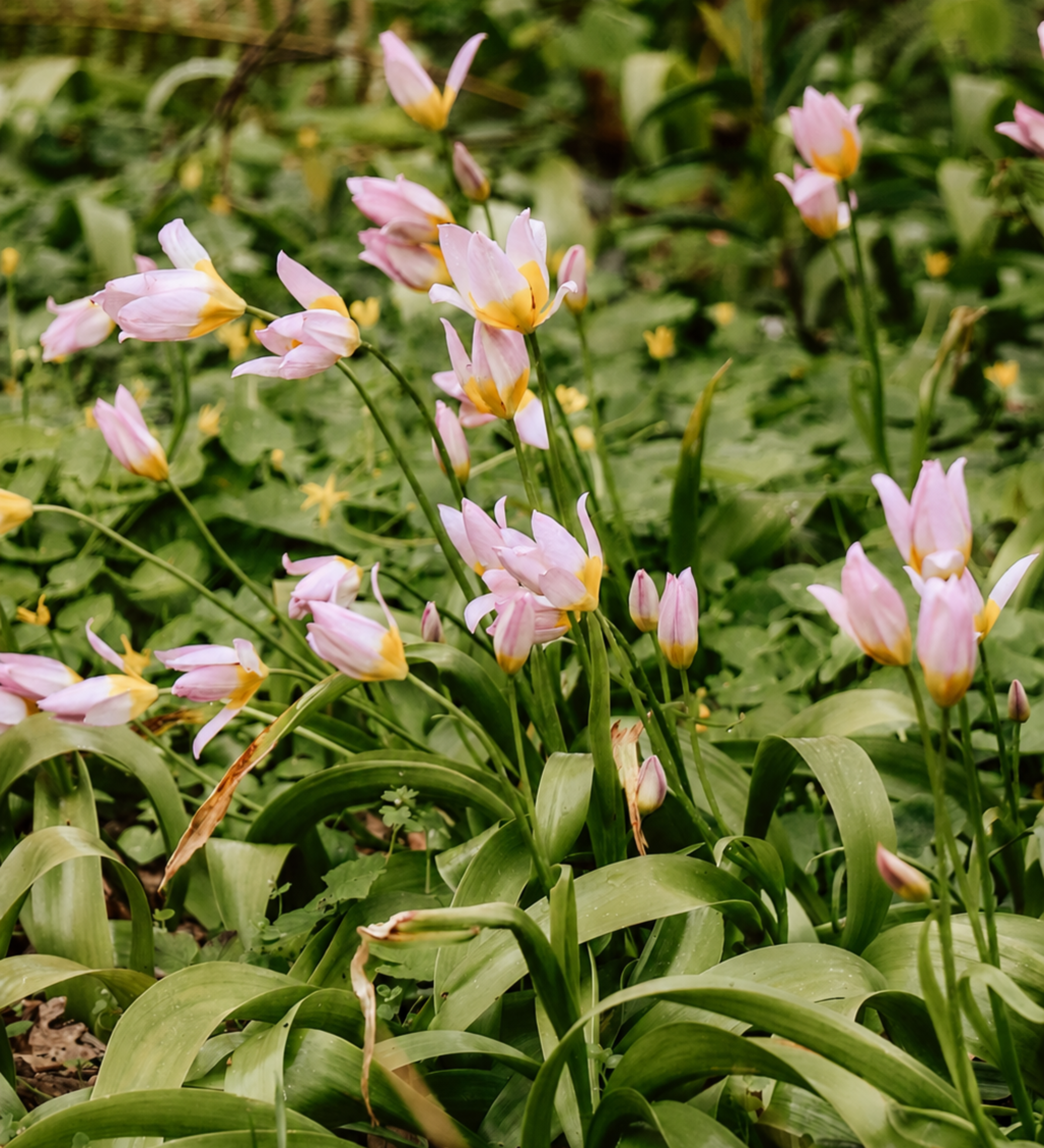 Tulp 'Saxatilis' BIO