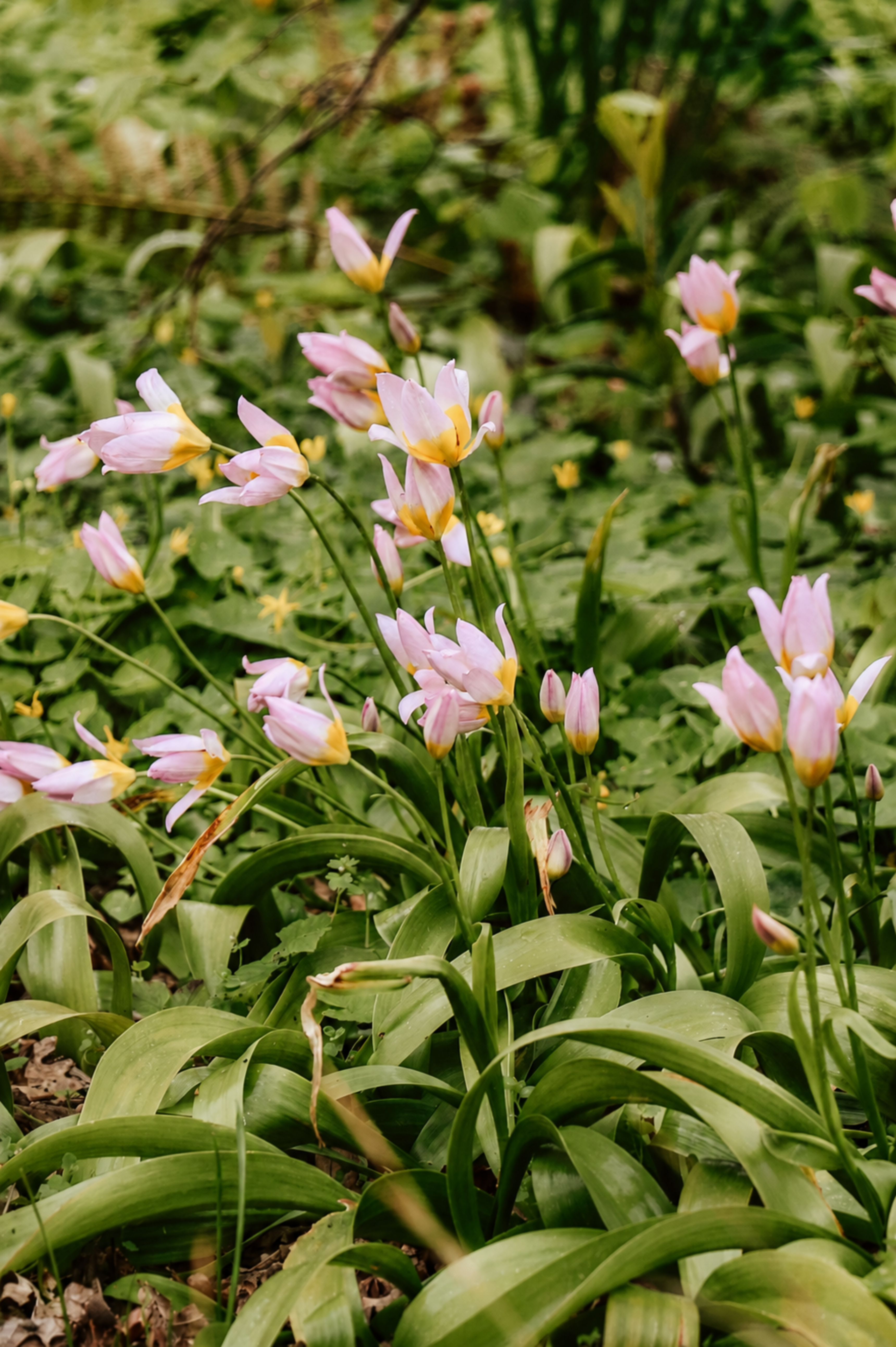 Tulp 'Saxatilis' BIO