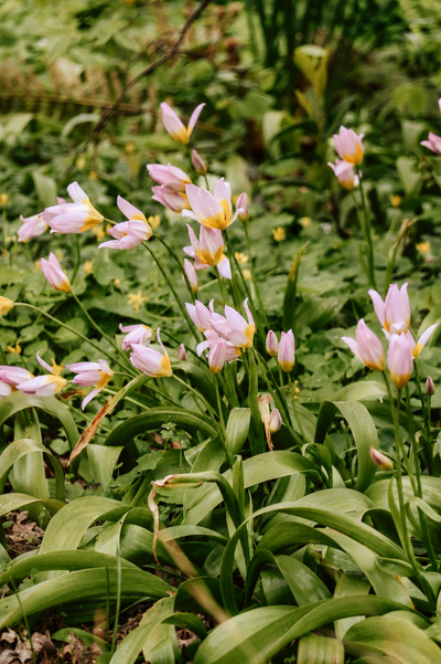 Tulp 'Saxatilis' BIO