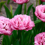 Tulp 'Amazing Grace'