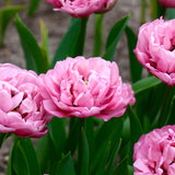 Tulp 'Amazing Grace'
