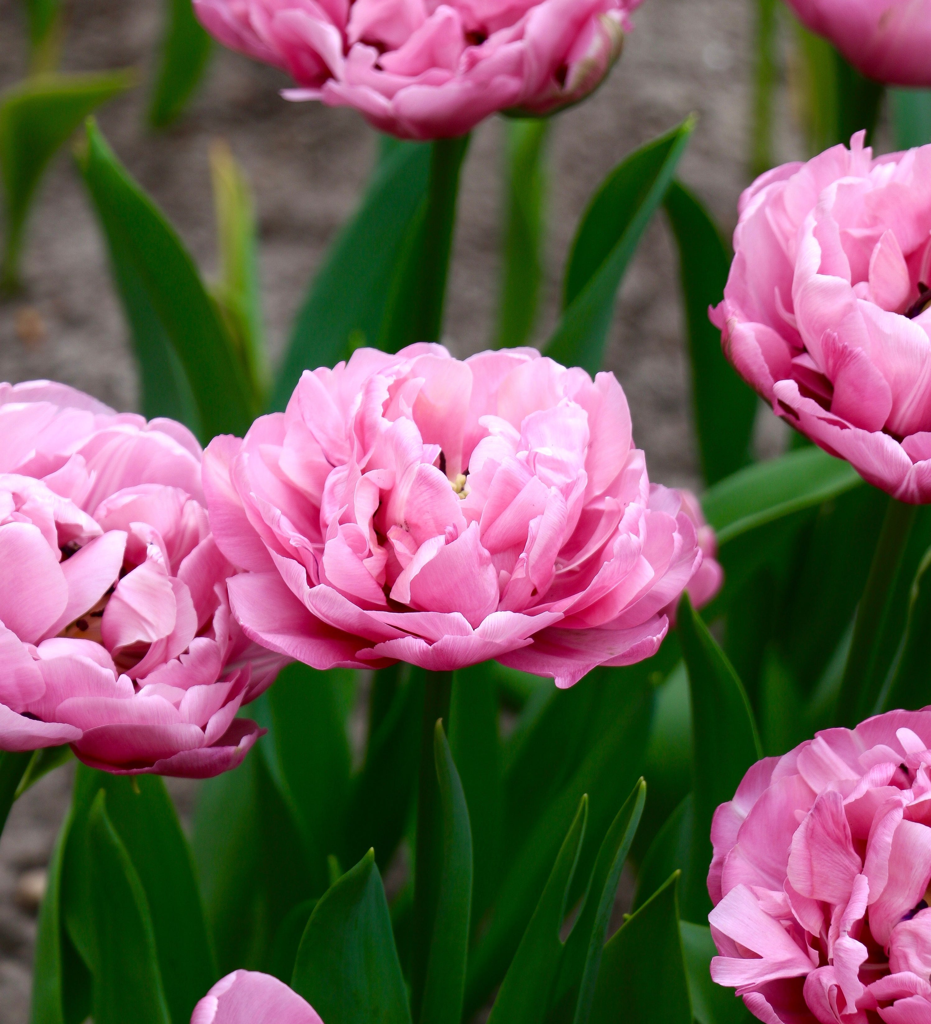 Tulp 'Amazing Grace'