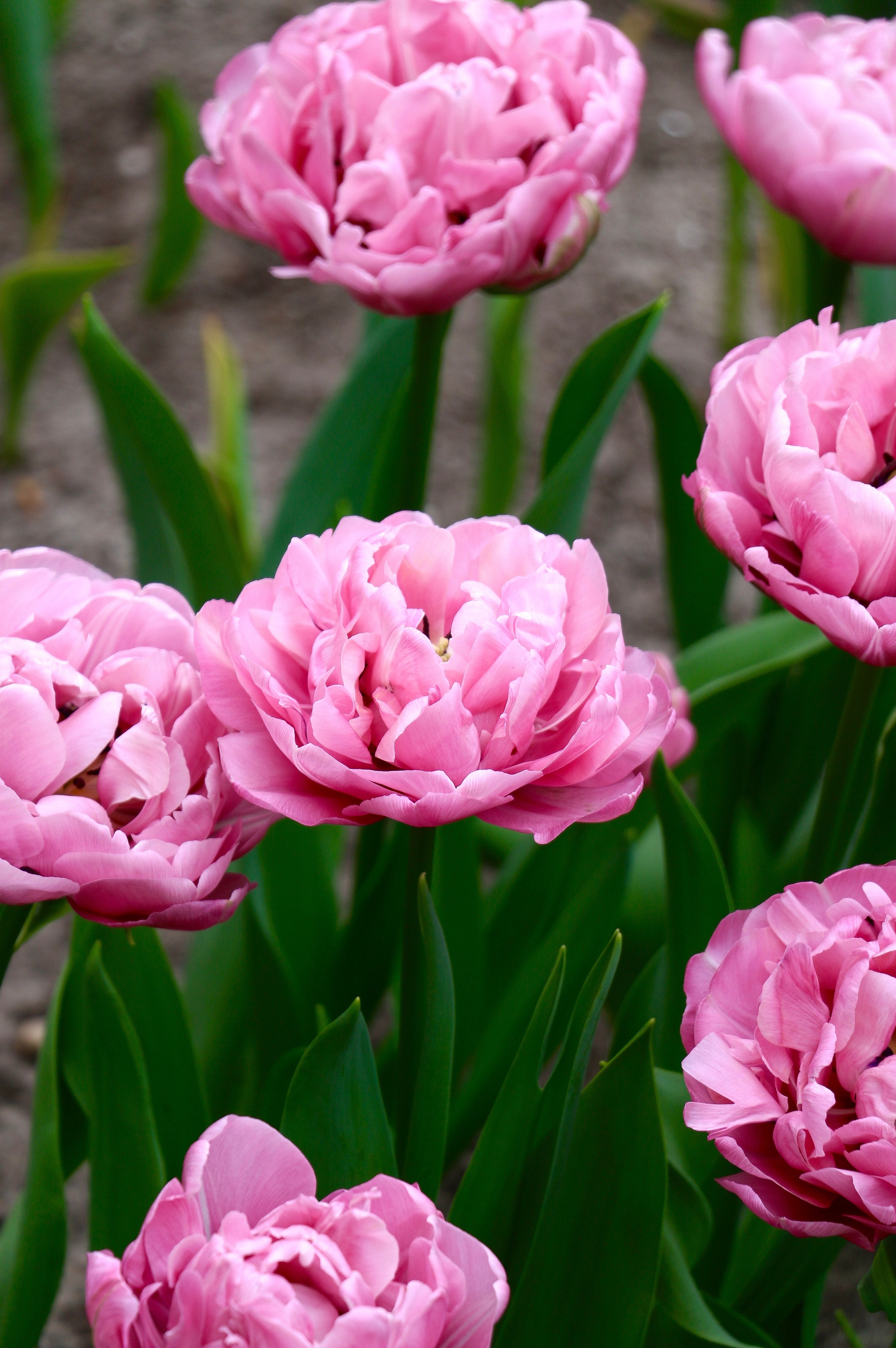 Tulp 'Amazing Grace'