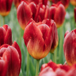 Tulp 'Amberglow'