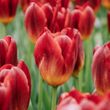 Tulp 'Amberglow'