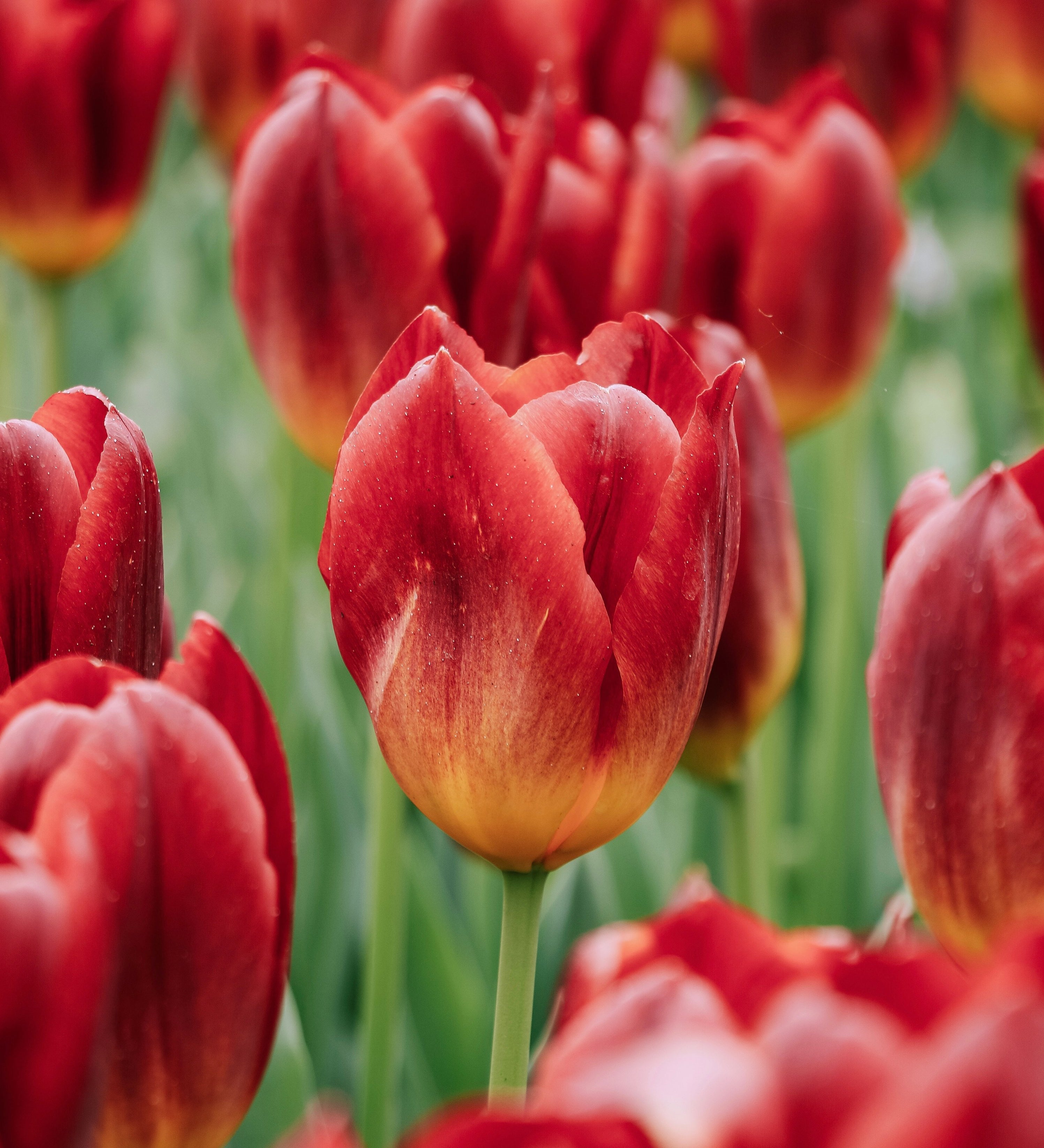 Tulp 'Amberglow'