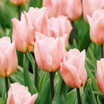 Tulp 'Apricot Copex'