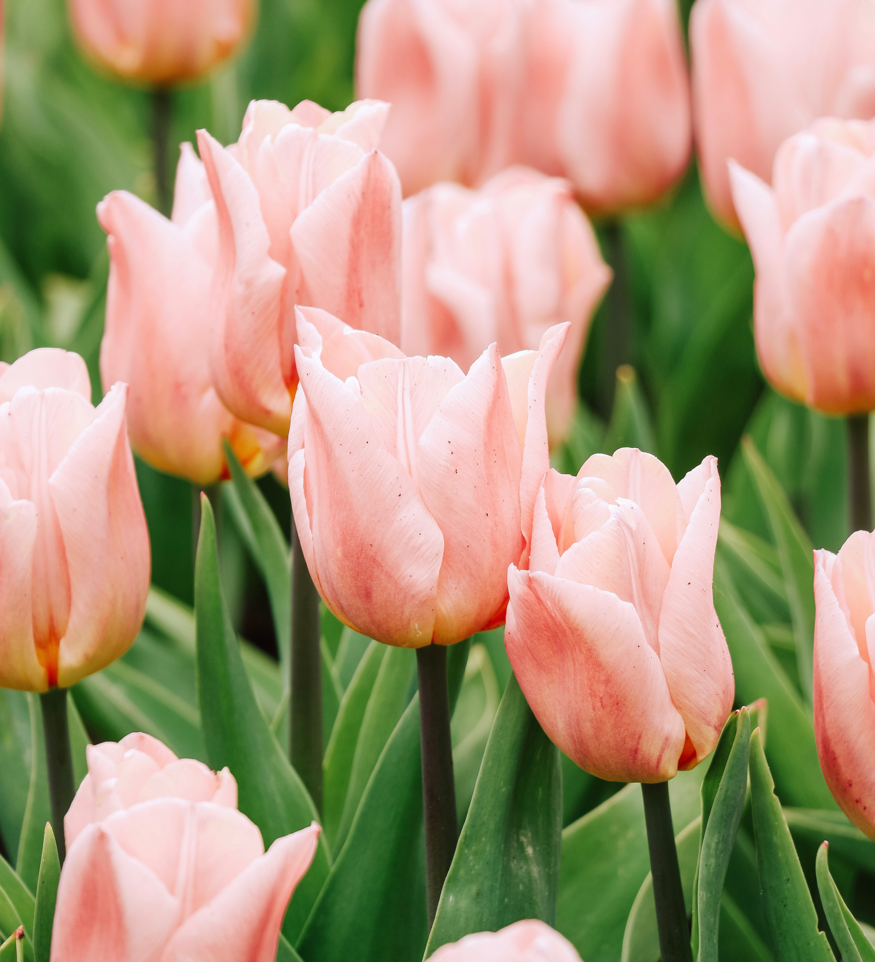 Tulp 'Apricot Copex'