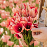 Tulp 'Apricot Impression' BIO