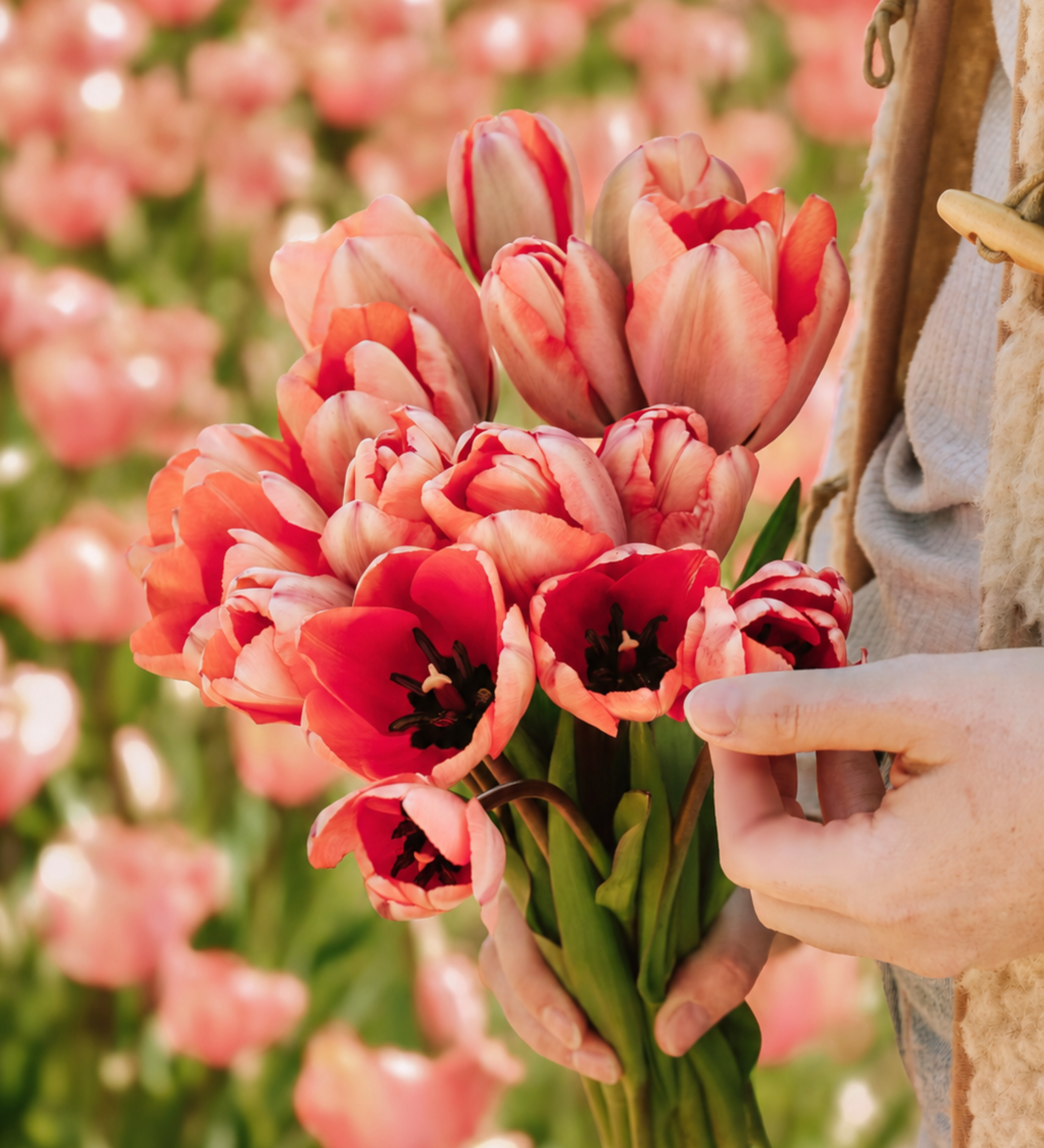 Tulp 'Apricot Impression' BIO